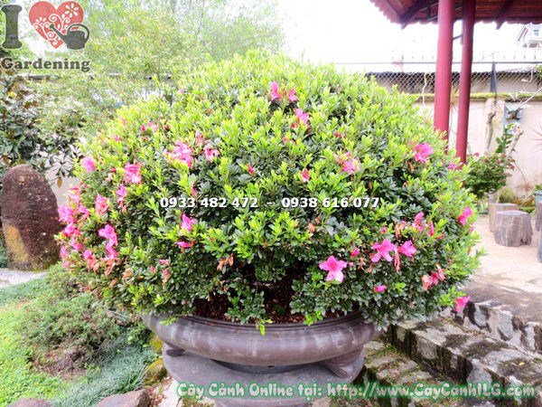 Cây đỗ quyên bonsai cao 90cm hoa đẹp tán rộng đều gốc lớn Ms 12994