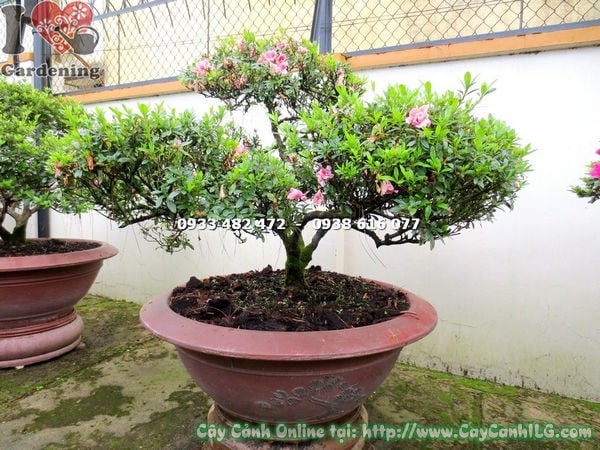 Cây đỗ quyên bonsai hoa hồng cánh kép cao 60cm – Ms 16528