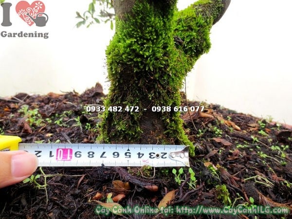 Tán cây đỗ quyên bonsai hoa hồng cánh kép 60cm