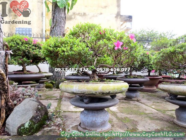Chi tiết gốc và tán cây đỗ quyên bonsai hoa hồng 65cm