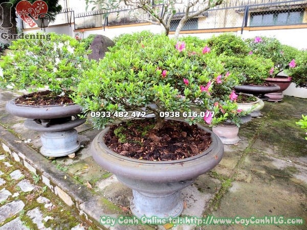 Đặc điểm thân cành của cây đỗ quyên bonsai hoa hồng đậm 55cm
