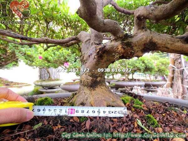 Hoa đỗ quyên bonsai màu hồng đậm rực rỡ cao 60cm