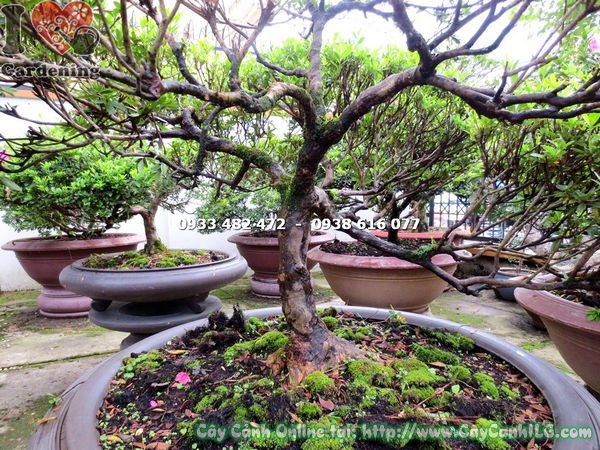 Tán vòm đẹp của cây đỗ quyên bonsai hoa hồng đậm 75cm ILG