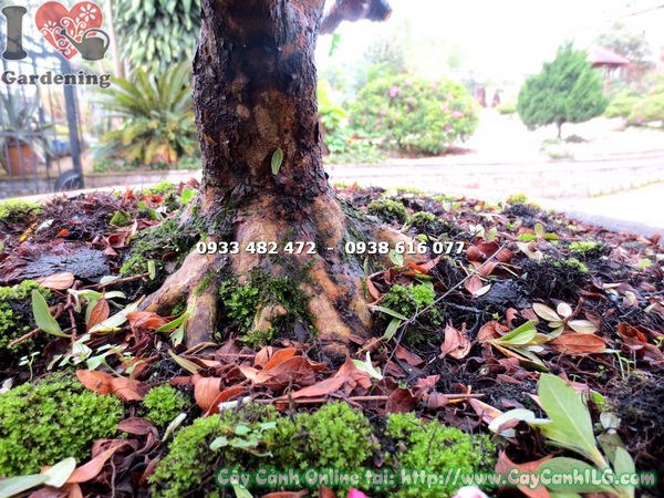 Cây đỗ quyên bonsai hoa hồng đỏ cao 65cm – Ms 13100 – ILG