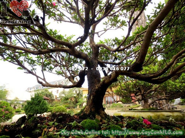 Đỗ quyên bonsai hoa hồng đỏ 65cm tán cân đối nhìn gần