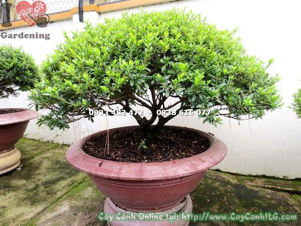Đỗ quyên bonsai tán đẹp 70cm tán cân đối phù hợp trang trí sân vườn quán cà phê