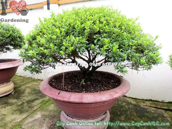 Cây đỗ quyên bonsai tán đẹp cao 70cm Ms 13127 tán cân đối hoa rực rỡ