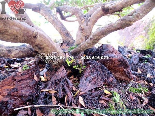 tán rộng đều của cây đỗ quyên bonsai 80cm - ILG
