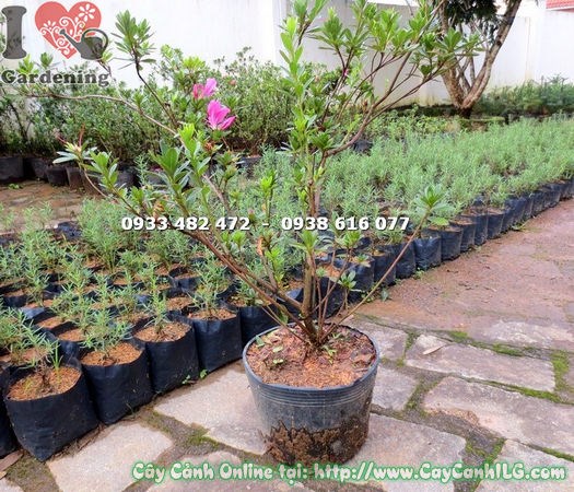 Cây đỗ quyên cao 60cm Ms 14687 – tán lá xanh mướt, phù hợp trồng sân vườn