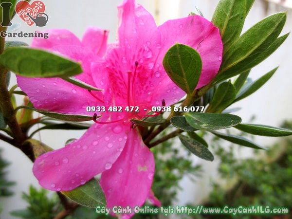 Cây đỗ quyên cao 60cm ứng dụng trang trí sân vườn và công trình cảnh quan