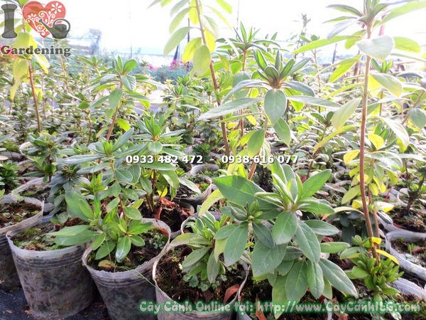 Hình ảnh cây đỗ quyên giống cao 20cm – nhìn gần bộ lá và thân cây