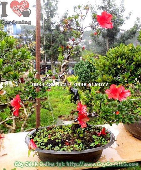 Cây Đỗ Quyên Hoa Đỏ Mini Bonsai 35cm chi tiết hoa và lá