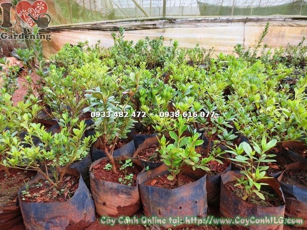 Hoa đỗ quyên kép bụi nhỏ rực rỡ khoe sắc hồng