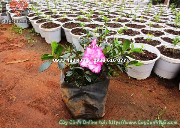 Đỗ quyên hoa kép bụi nhỏ trồng trang trí tiểu cảnh sân vườn