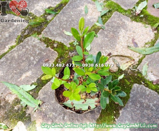 Cây đỗ quyên Phú Quốc trồng cảnh quan sân vườn