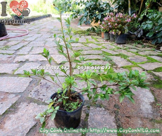 Cây đỗ quyên Phú Quốc cao 50cm – cây giống khỏe mạnh tại ILG