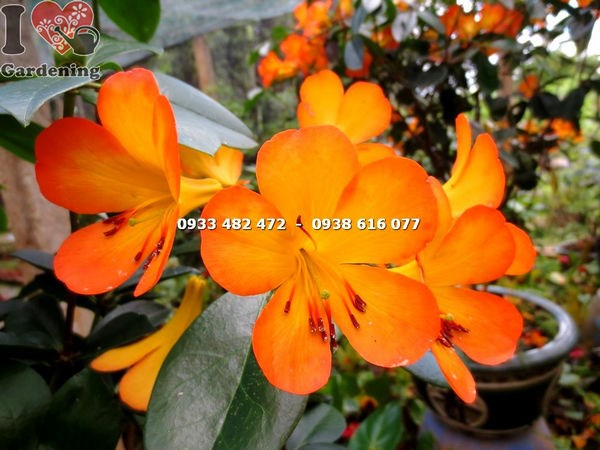 Cây đỗ quyên Úc 90cm hoa cam đẹp trang trí sân vườn