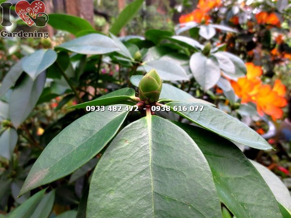 Hoa đỗ quyên Úc cao 90cm màu cam rực rỡ