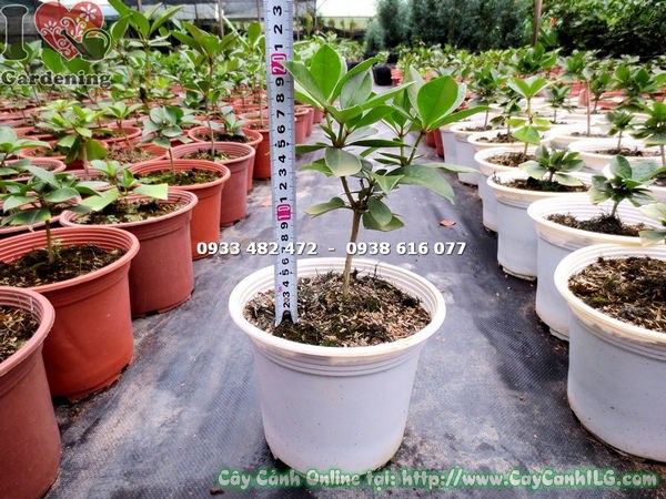 Cây đỗ quyên úc giống cao 20cm ứng dụng cảnh quan