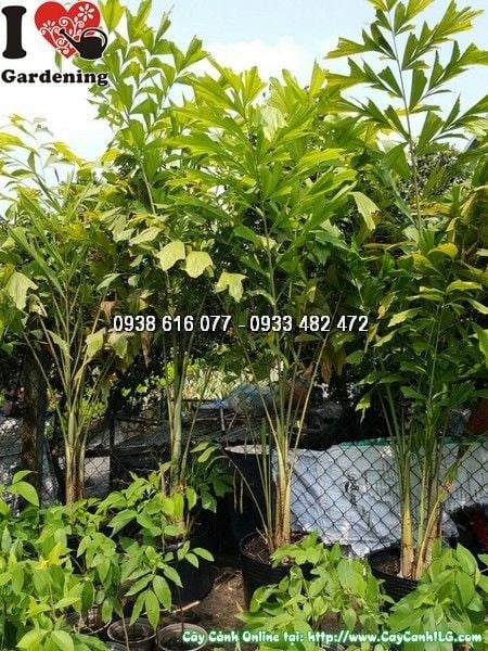 Cây đủng đỉnh cao 1m7 – kích thước phổ biến cho cảnh quan