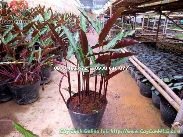 Cây đuôi phụng lá trơn loại mới cao 50cm, lá bóng đẹp tại vườn ILG