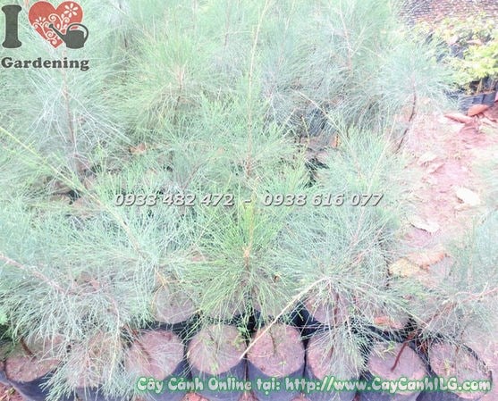 Cây dương giống cao 1m thân thẳng ưa sáng chắn gió – ILG cung cấp