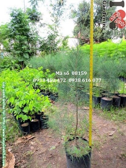 Cây dương giống 80cm chịu hạn tốt, ưa sáng
