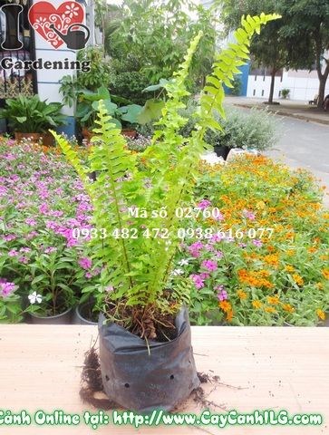 Cây dương xỉ cao 25cm trồng chậu trang trí