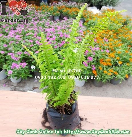 Cây dương xỉ xanh tươi mướt mát sau khi chăm sóc đúng cách