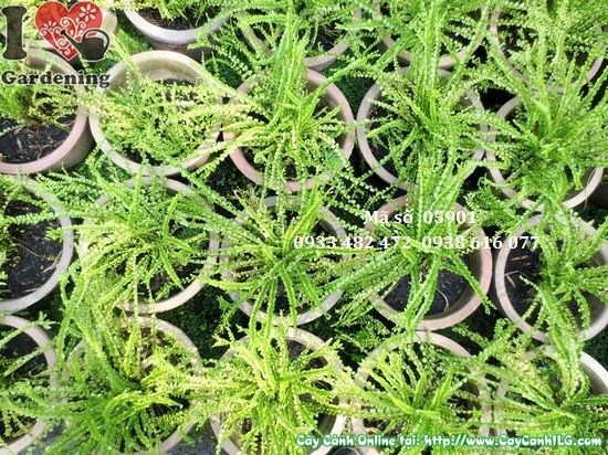 Cây dương xỉ đuôi lươn cao 15cm – giống cây thảm xanh bóng râm tại ILG