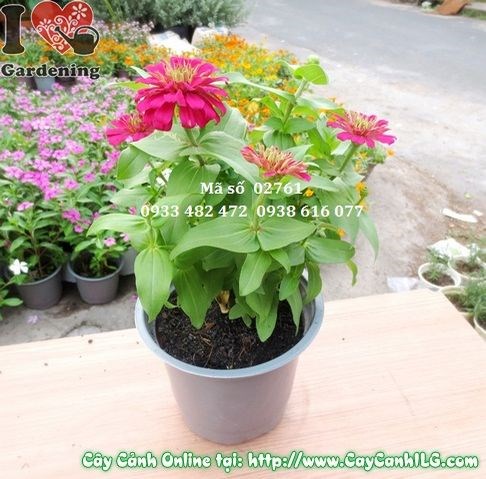 Cây Duyên Cúc hoa trắng đẹp tại vườn ILG