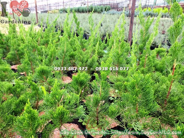 cây duyên tùng giống cao 35cm trồng chậu tiểu cảnh