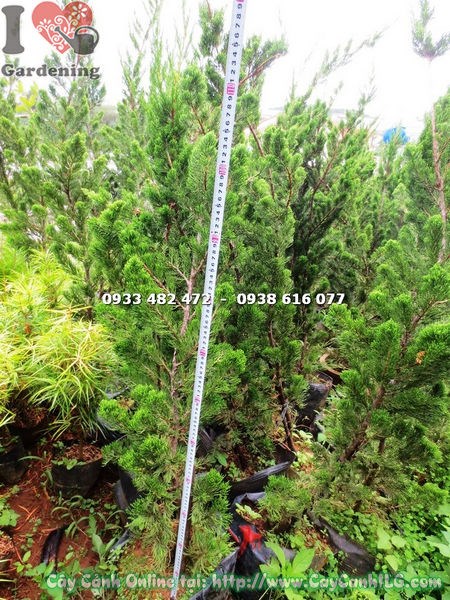 Cây duyên tùng cao 1.2m bonsai trang trí khuôn viên