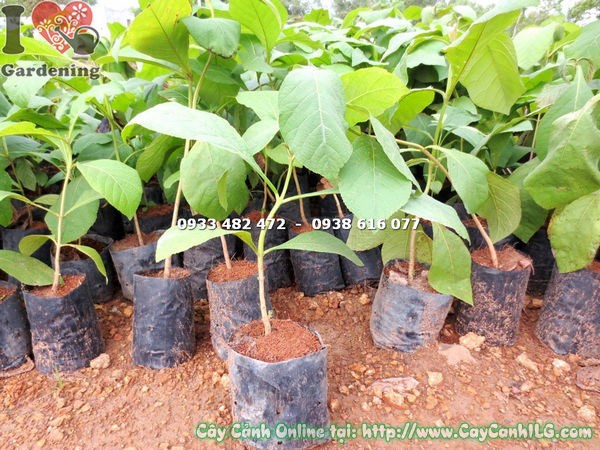 Cây Giá Tỵ giống – thân thẳng, lá khỏe, chuẩn bị trồng vào đất