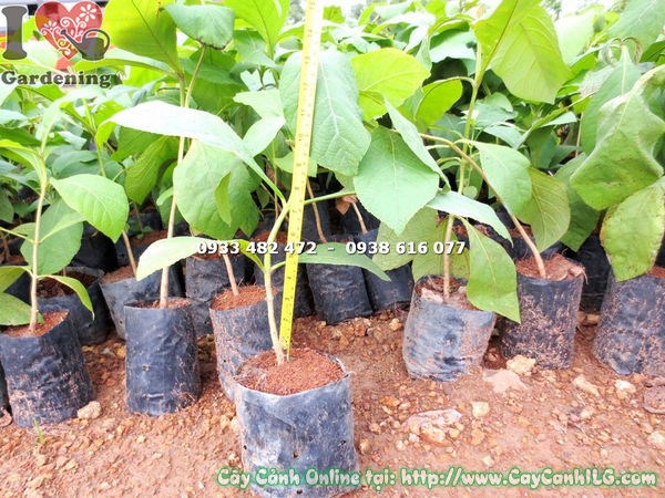 Cây Giá Tỵ – lá to đặc trưng, bộ tán phát triển mạnh