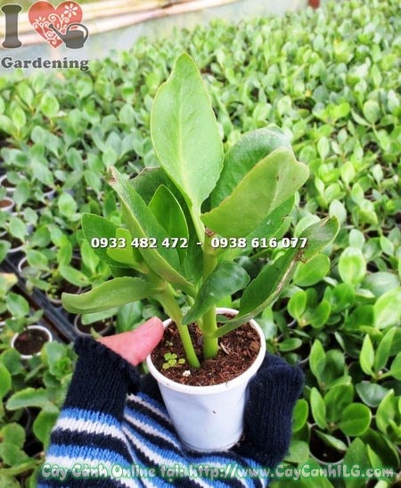 Đặc điểm lá và hoa cây thuốc bỏng hoa đơn