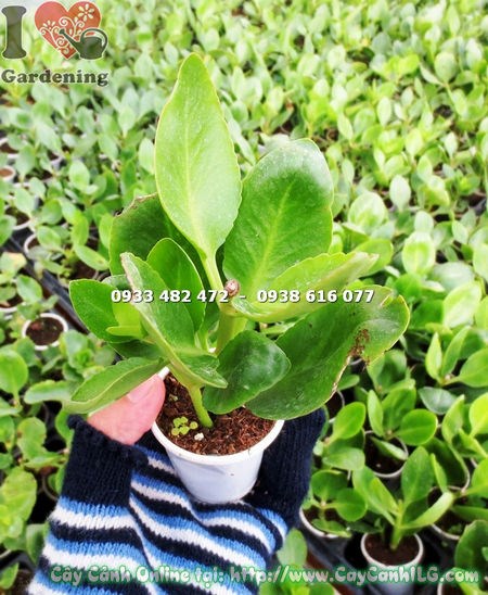 Cây thuốc bỏng hoa đơn – dễ trồng số lượng lớn