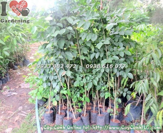 Cây Gõ Đỏ cao 1m5 – cây gỗ quý trồng cảnh quan tại ILG
