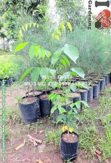 Cây Gõ Đỏ giống cao 50cm – giống cây khỏe, rễ tốt