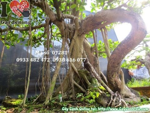Cây gừa núi bonsai cổ thụ dùng trang trí nội thất cao cấp