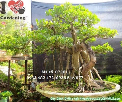 Nhân giống cây gừa núi bonsai bằng chiết cành