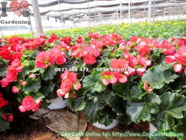 Hoa hải đường hồng đỏ rực rỡ trên cây cao 25cm