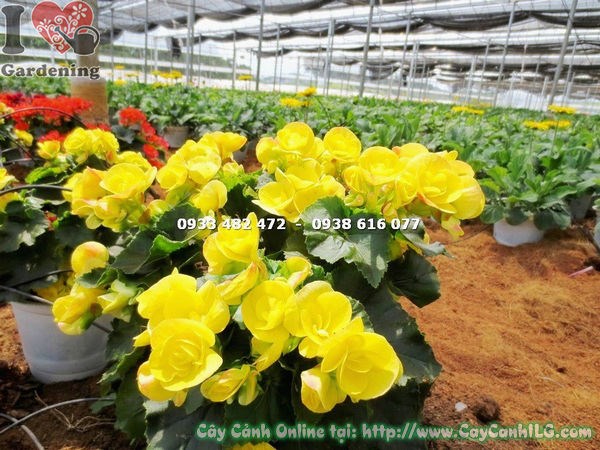 Chi tiết hoa và lá cây hải đường hoa vàng cao 25cm