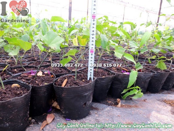 Cây hàm cọp vàng giống Ms 16678 - ILG cung cấp sỉ lẻ