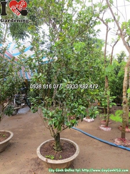 Cây hàm tiếu ngoài nắng, ra hoa và quả đẹp