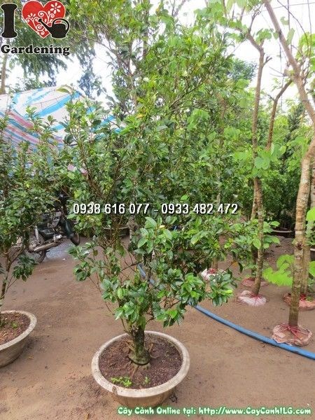 Hàng rào cây hàm tiếu được cắt tỉa gọn gàng, xanh mướt