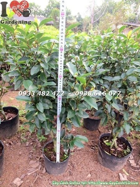 Cây hàm tiếu cao 70cm với lá xanh bóng và lá non đỏ đẹp mắt