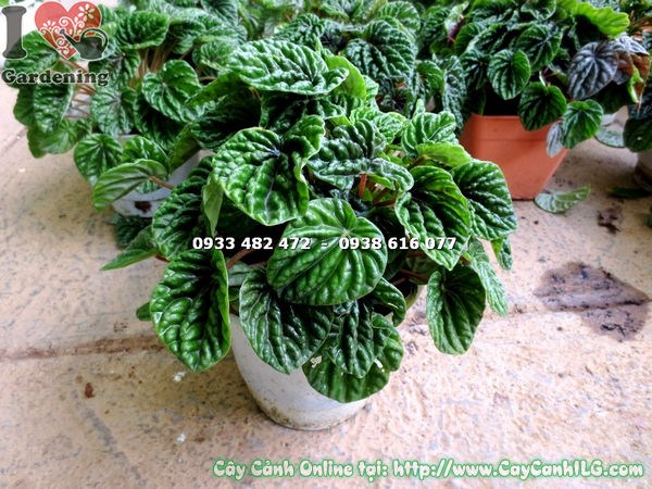 Cây hạnh tiên thảo xanh trồng chậu trang trí nội thất