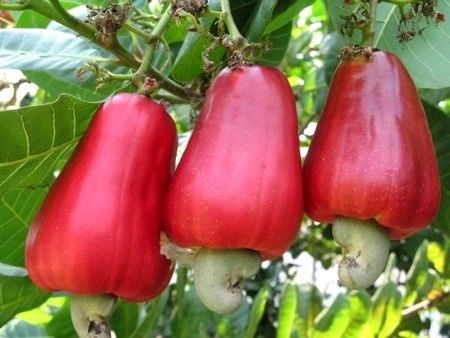 Đặc điểm cây hạt điều - quả và hạt điều