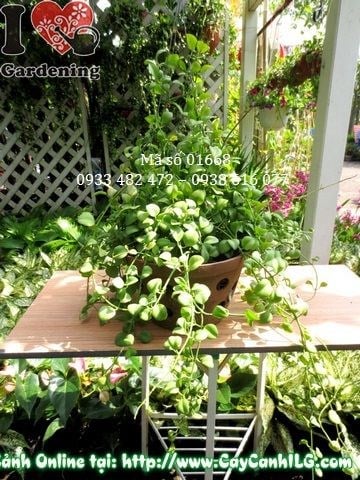 Cây hạt dưa chậu treo trang trí không gian xanh